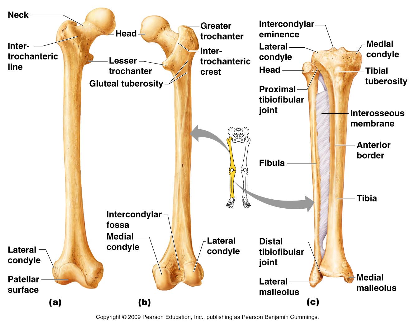What are the parts of the human leg?
